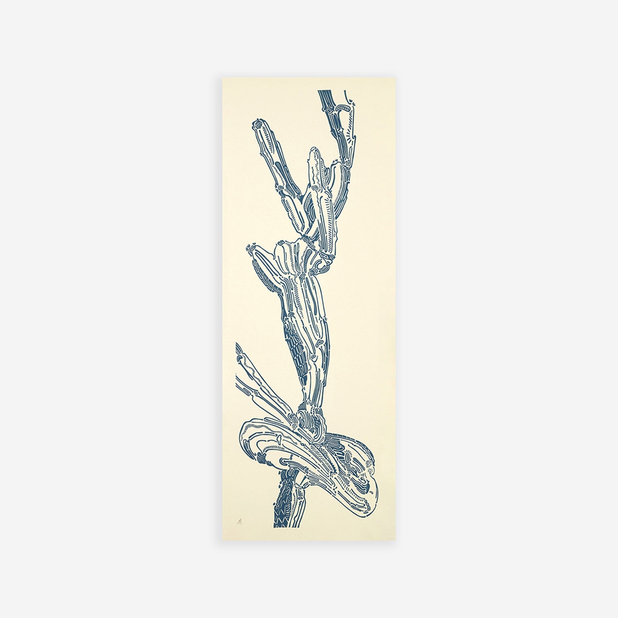 Crestata Knot – Edition
