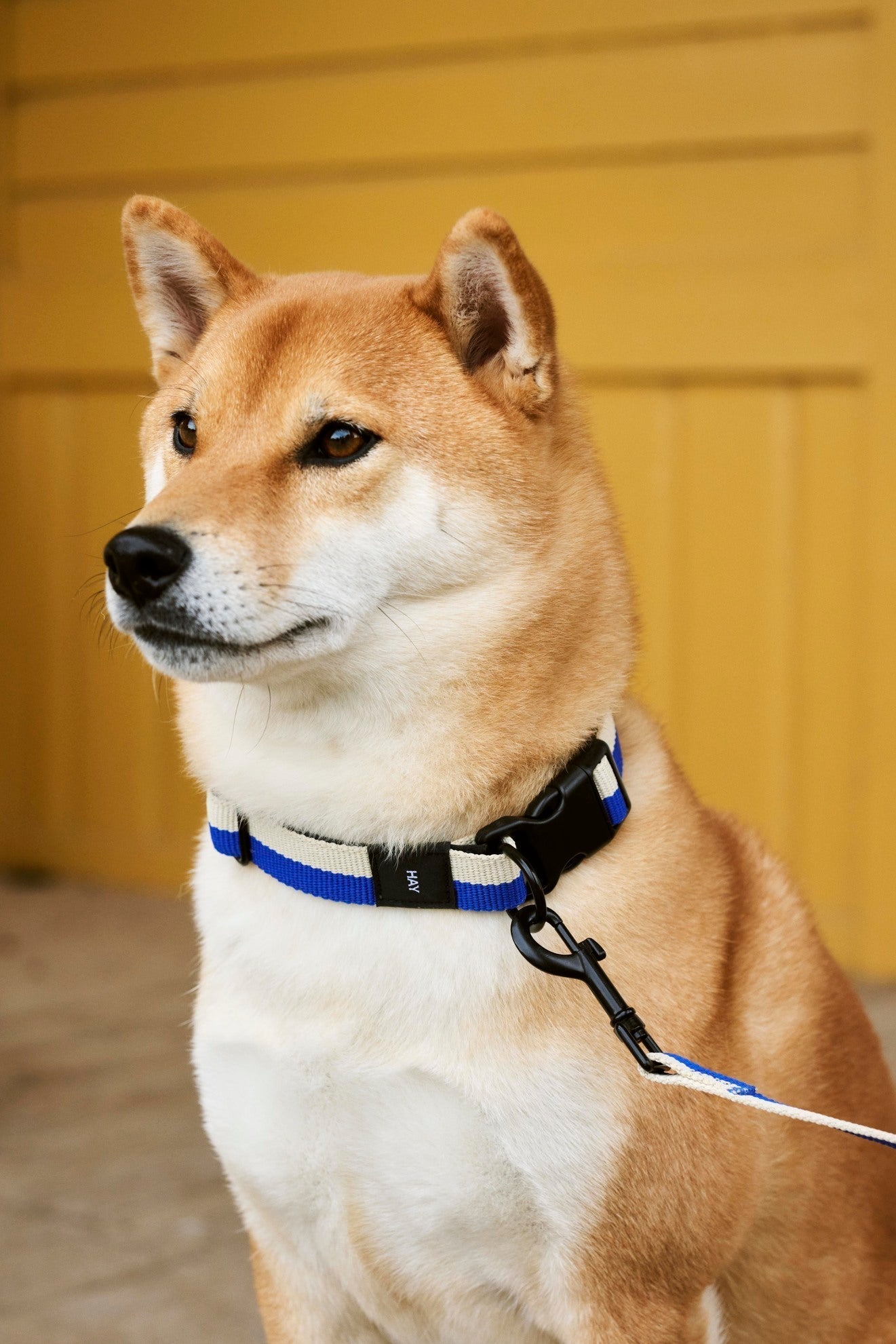 HAY Dogs Collar Flat HAY