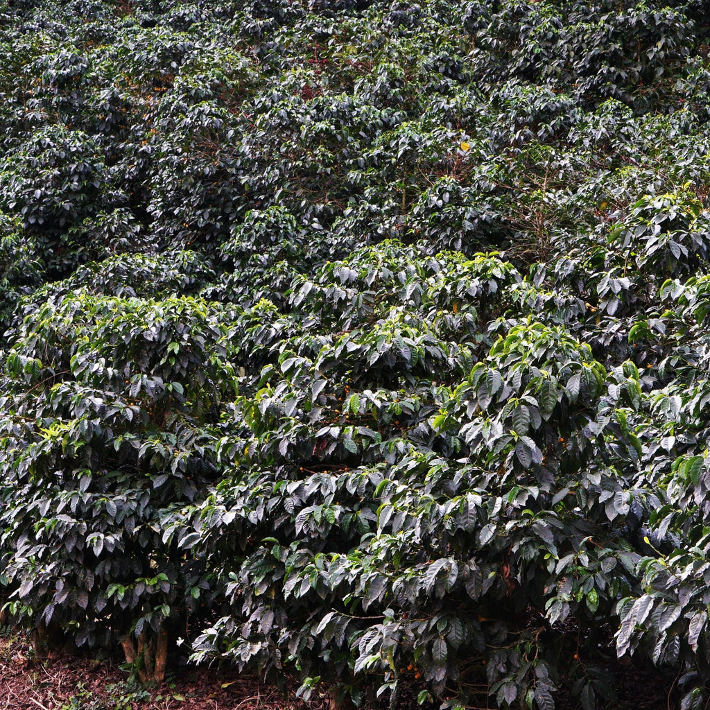 El Socorro - Guatemala - Washed Java April Coffee Roasters