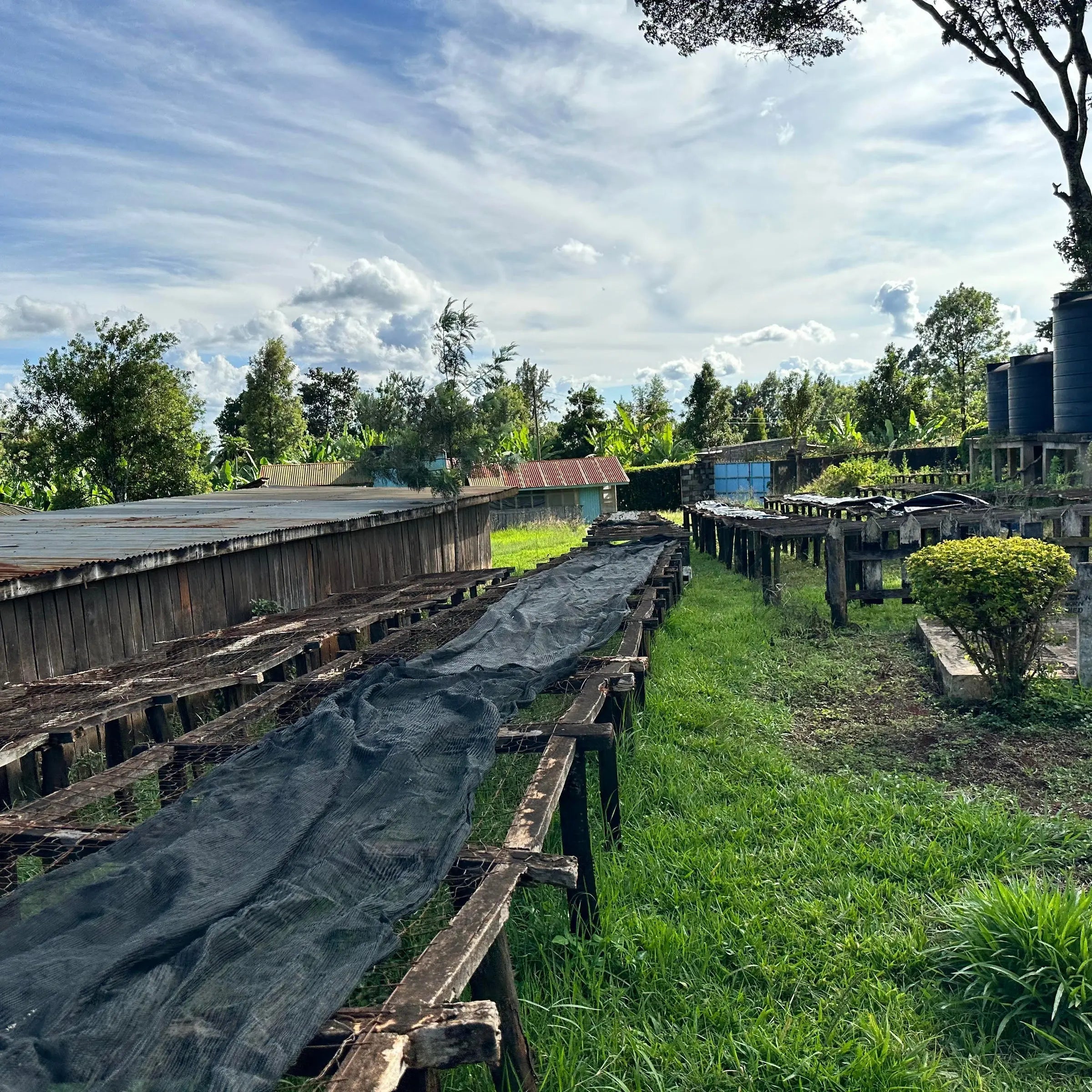 Kamavindi - Kenya - Washed AB April Coffee Roasters