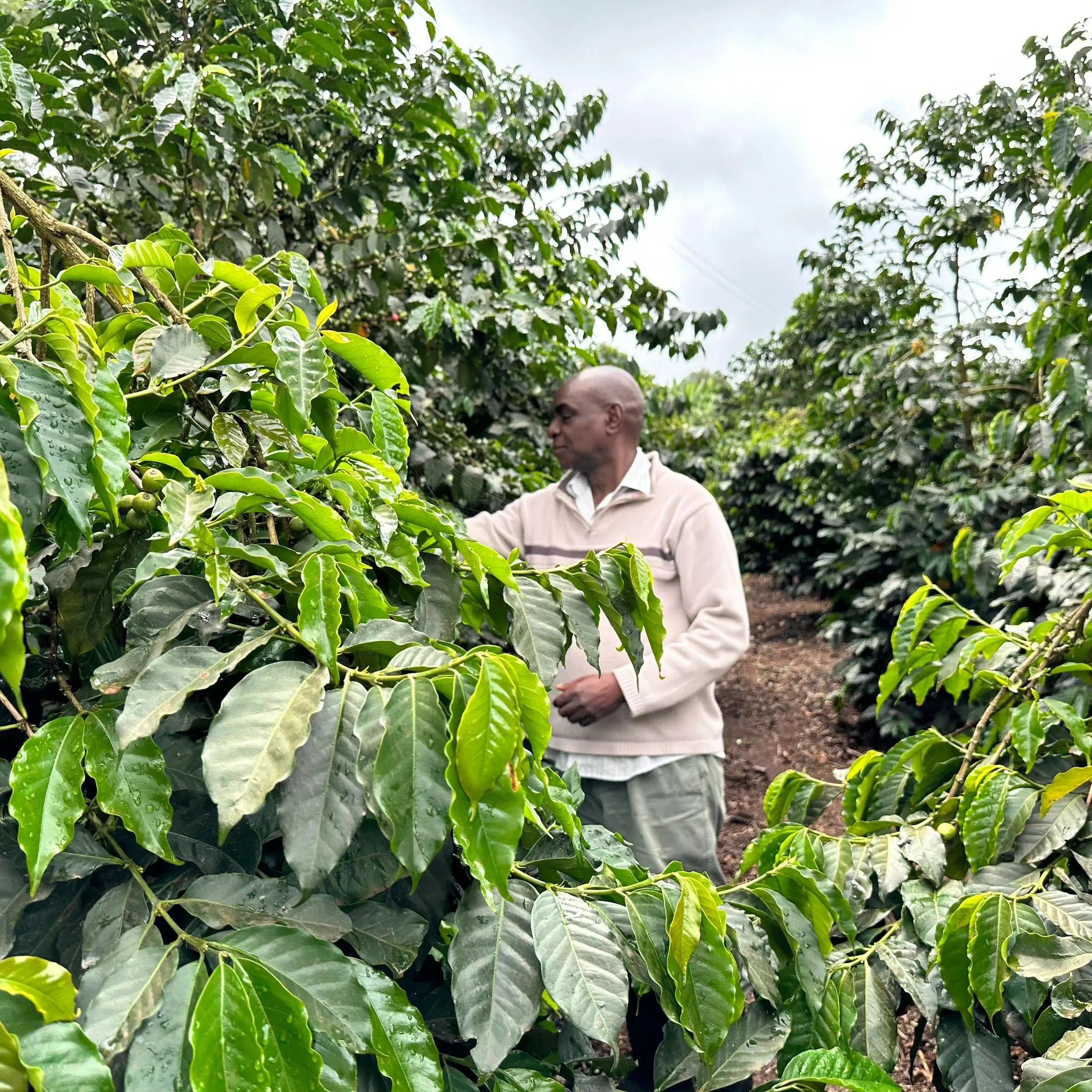 Kamavindi - Kenya - Washed AB April Coffee Roasters