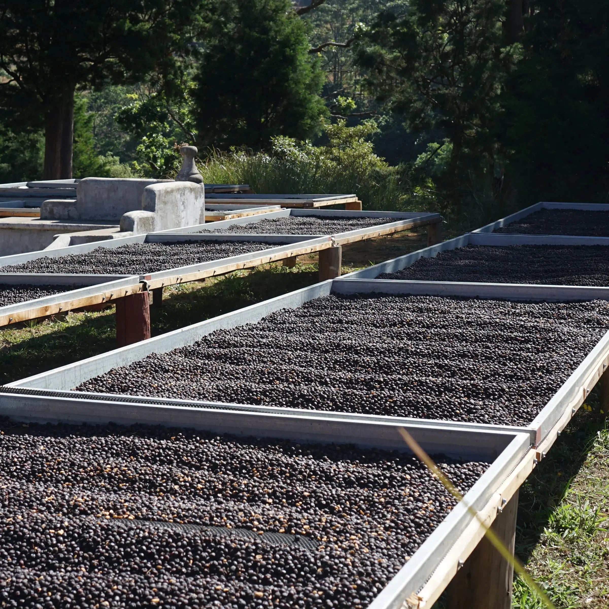 Volcan Azul - Costa Rica - Natural SL28 April Coffee Roasters