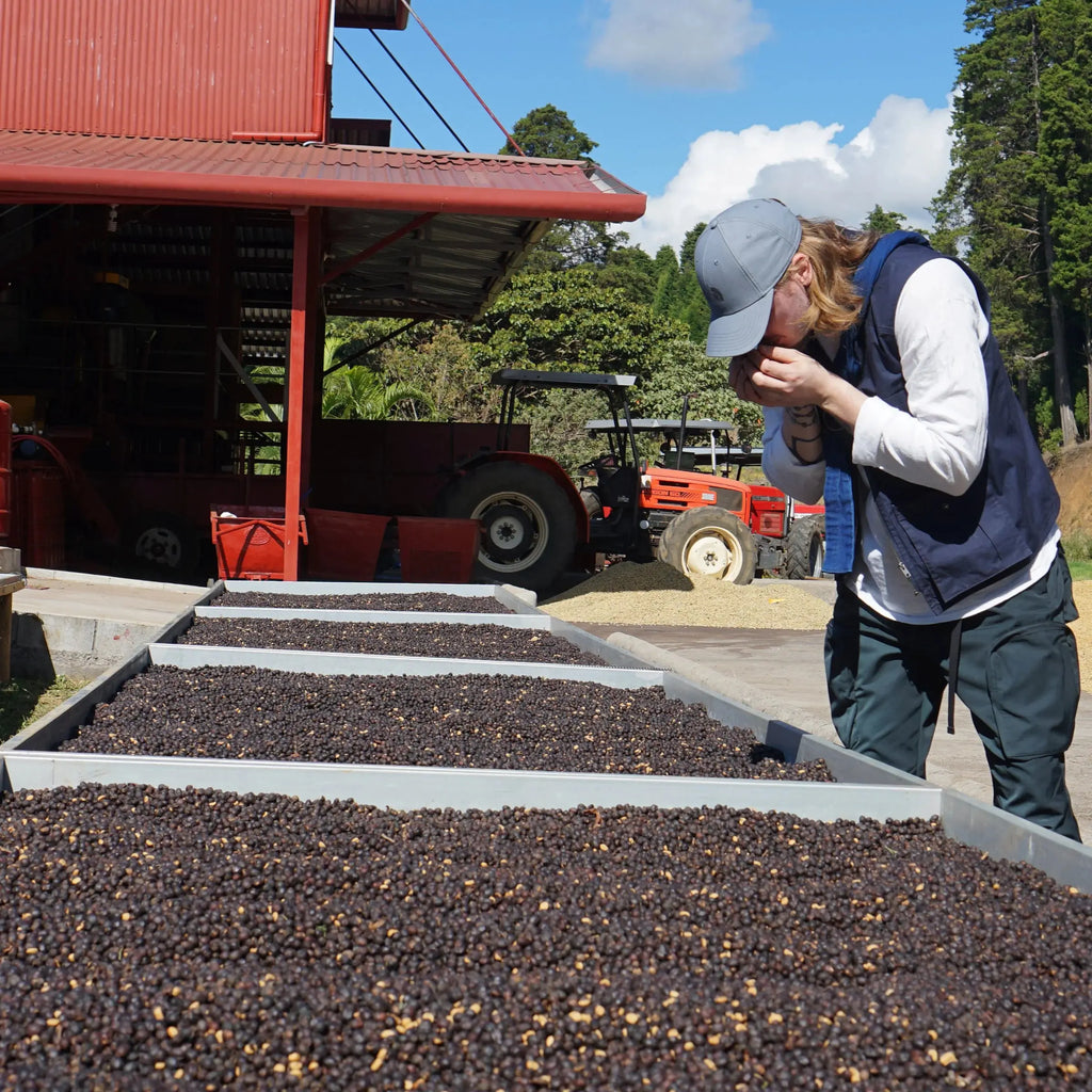 Volcan Azul - Costa Rica - Natural SL28 April Coffee Roasters