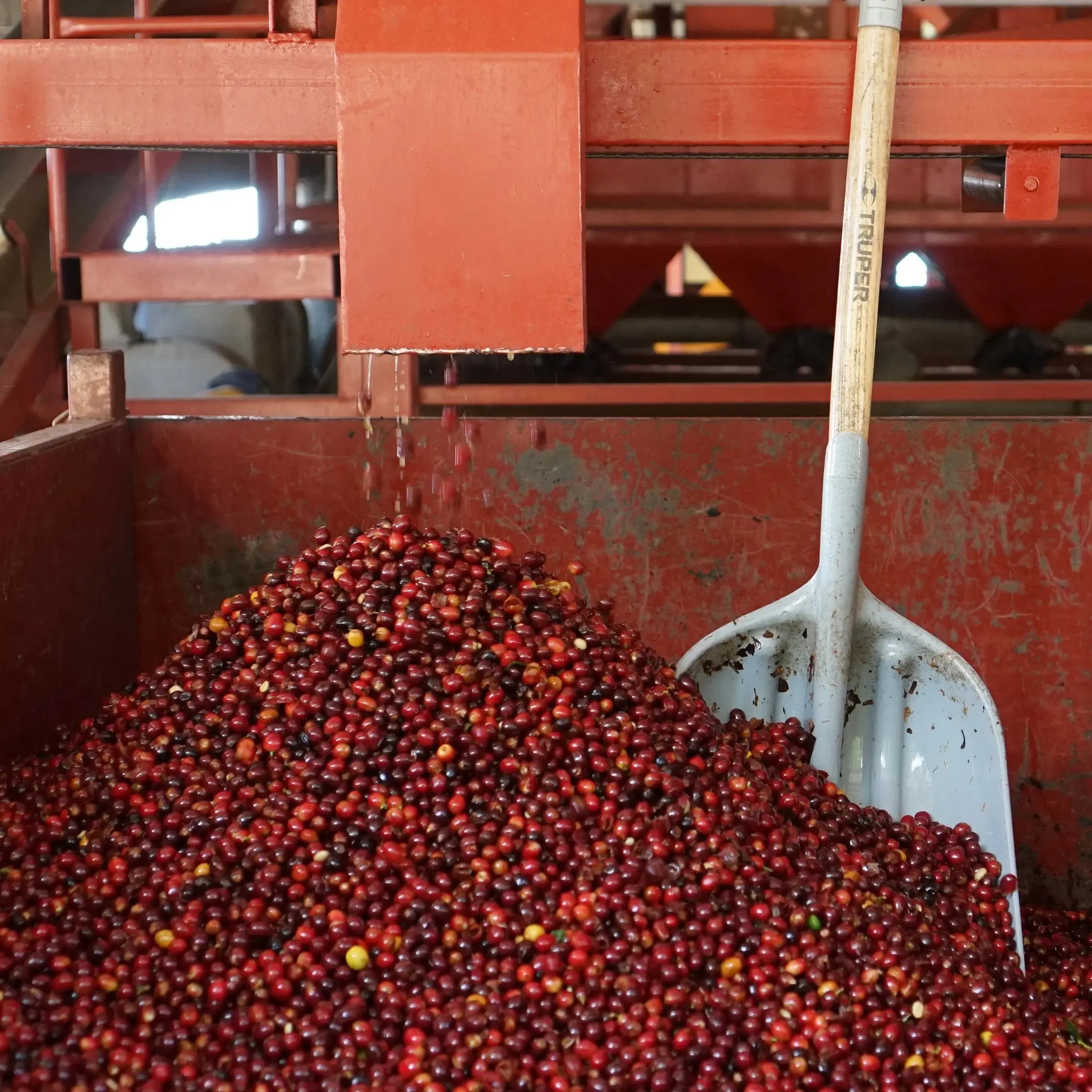 Volcan Azul - Costa Rica - Natural SL28 April Coffee Roasters