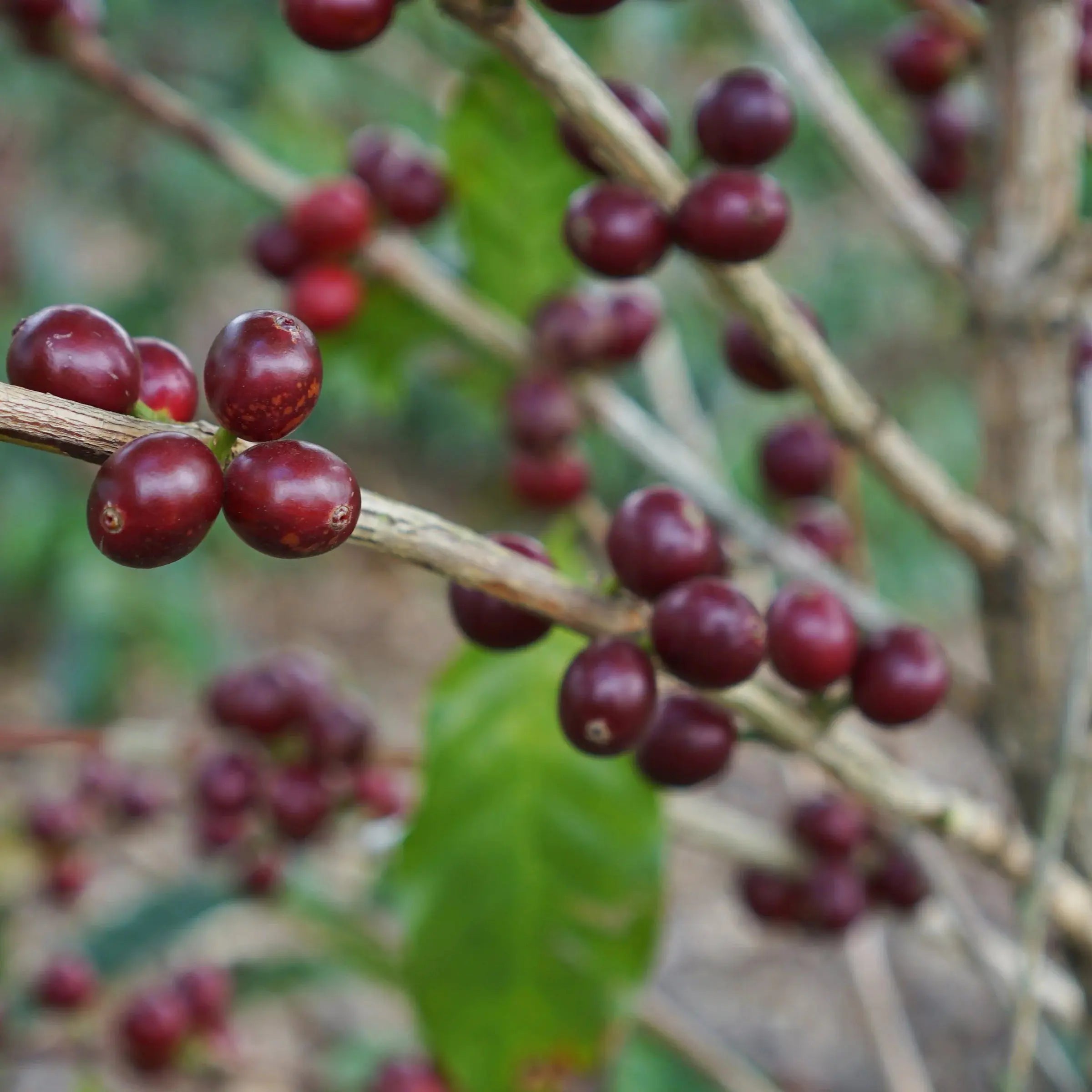 Volcan Azul - Costa Rica - Natural SL28 April Coffee Roasters